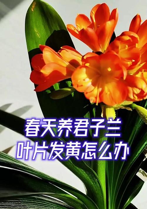 君子兰叶片发黄的原因及解决方法？
