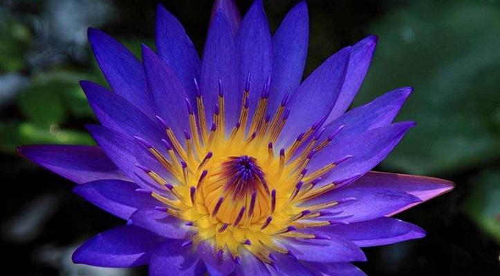 莲花皇后的花语是什么？莲花皇后象征着什么？
