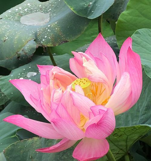 莲花皇后的花语是什么？莲花皇后象征着什么？