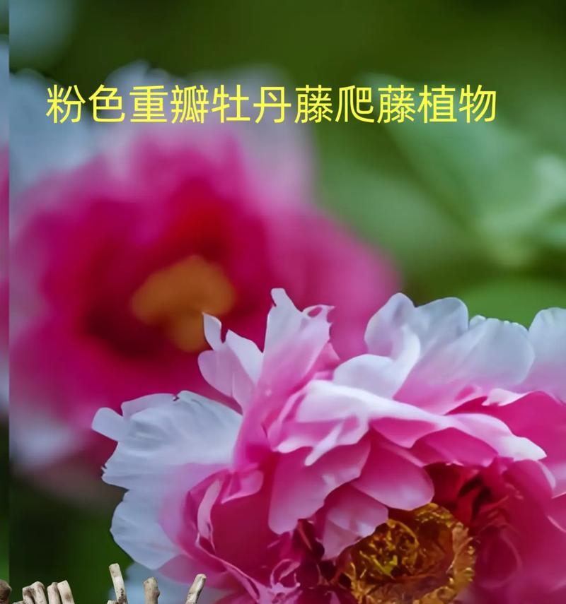 牡丹花爬藤的栽种步骤是什么？如何确保其健康成长？