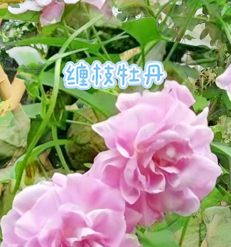 牡丹花爬藤的栽种步骤是什么？如何确保其健康成长？