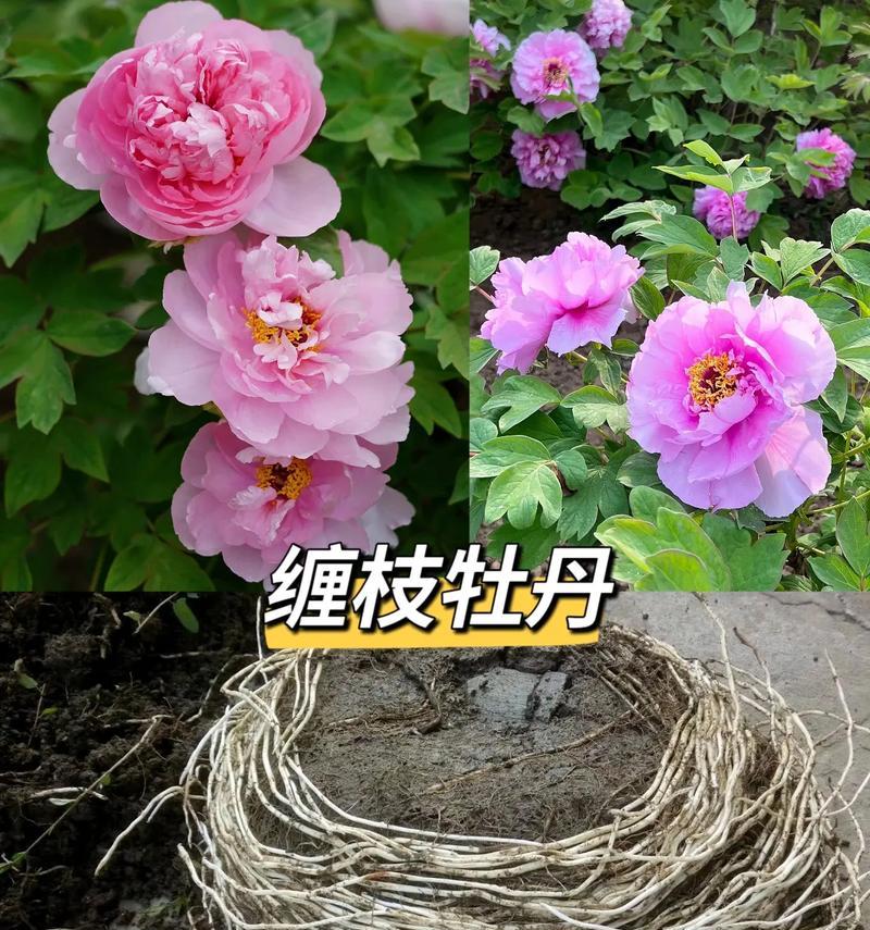 牡丹花爬藤的栽种步骤是什么？如何确保其健康成长？
