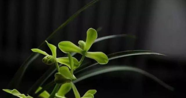 兰草的花语代表了什么？