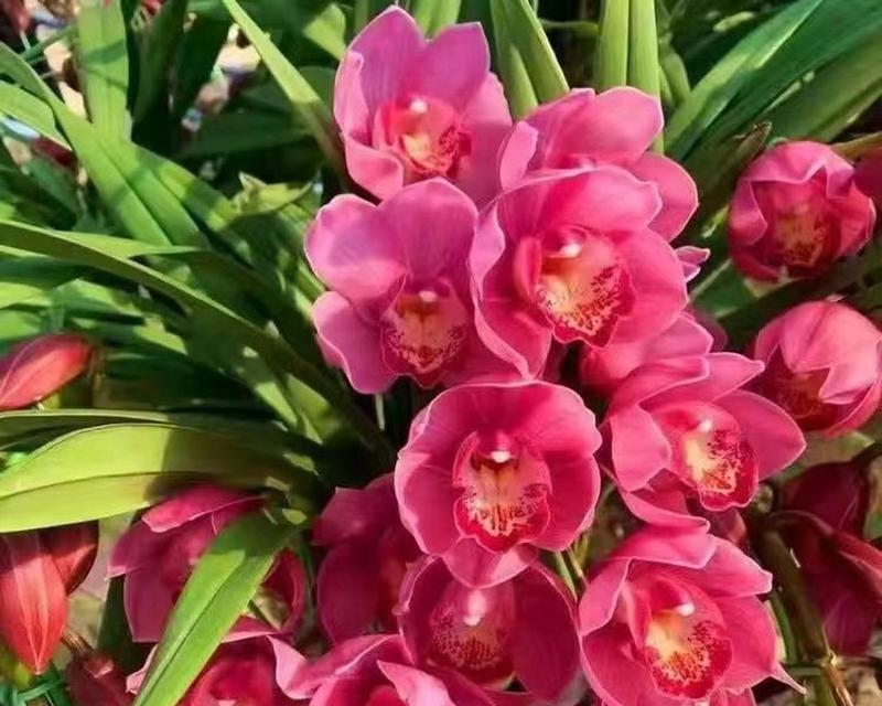 兰草的花语代表了什么？