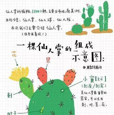 小喵咪仙人掌的养殖方法是什么？
