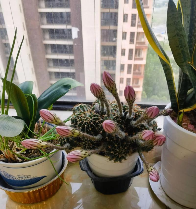 仙人球闷养开花的正确方法是什么？