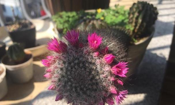 仙人球闷养开花的正确方法是什么？