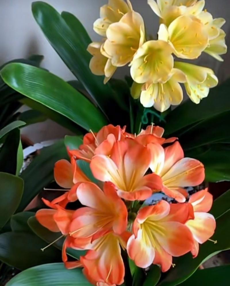 君子兰开花多又好看需要哪些条件？