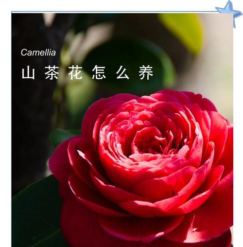 山茶花的花语有何含义？山茶花束代表了什么？