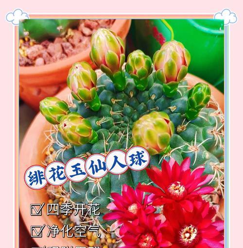 白花鱼仙人球如何才能开花？需要哪些特别的养护措施？