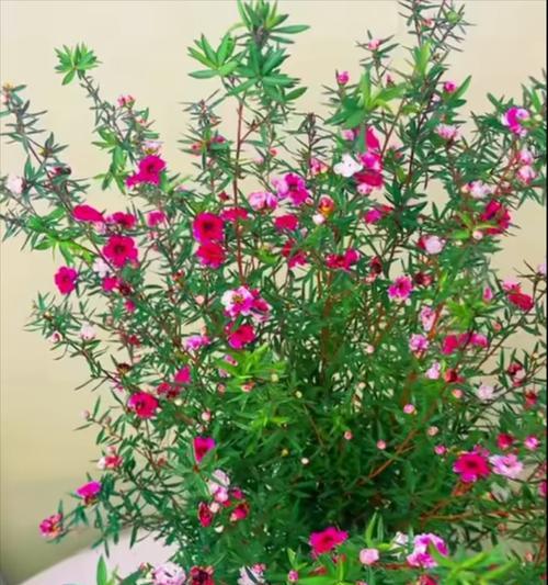 锦鲤花语的花有哪些？