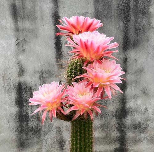 白花鱼仙人球如何才能开花？需要哪些特别的养护措施？