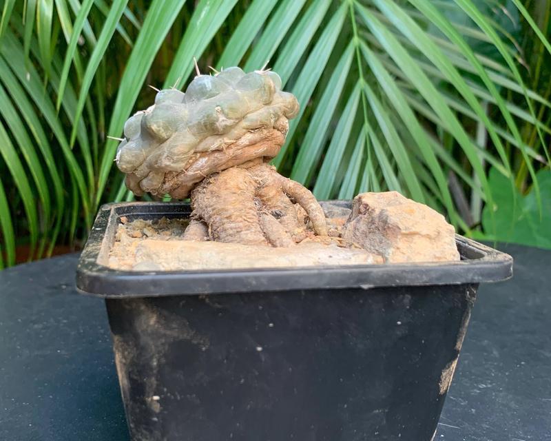 落地仙人球如何培养强健的根系？
