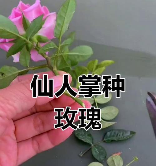 仙人掌花杆扦插存活率高吗？如何提高仙人掌花杆扦插的成功率？