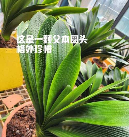 君子兰发芽过多时的移栽方法是什么？