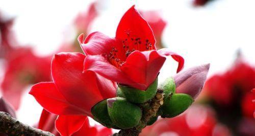 云中白鹤的花语是什么？这种花象征着什么？