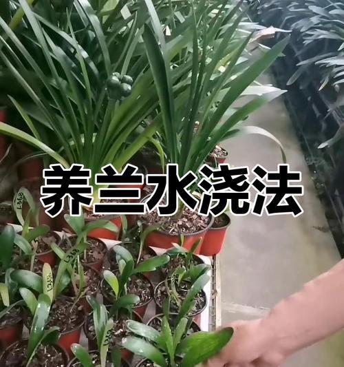 君子兰的正确浇水方法是什么？多久浇一次水？