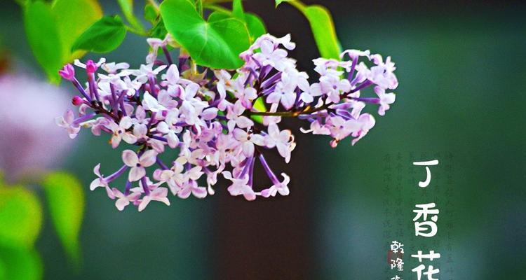 云中白鹤的花语是什么？这种花象征着什么？