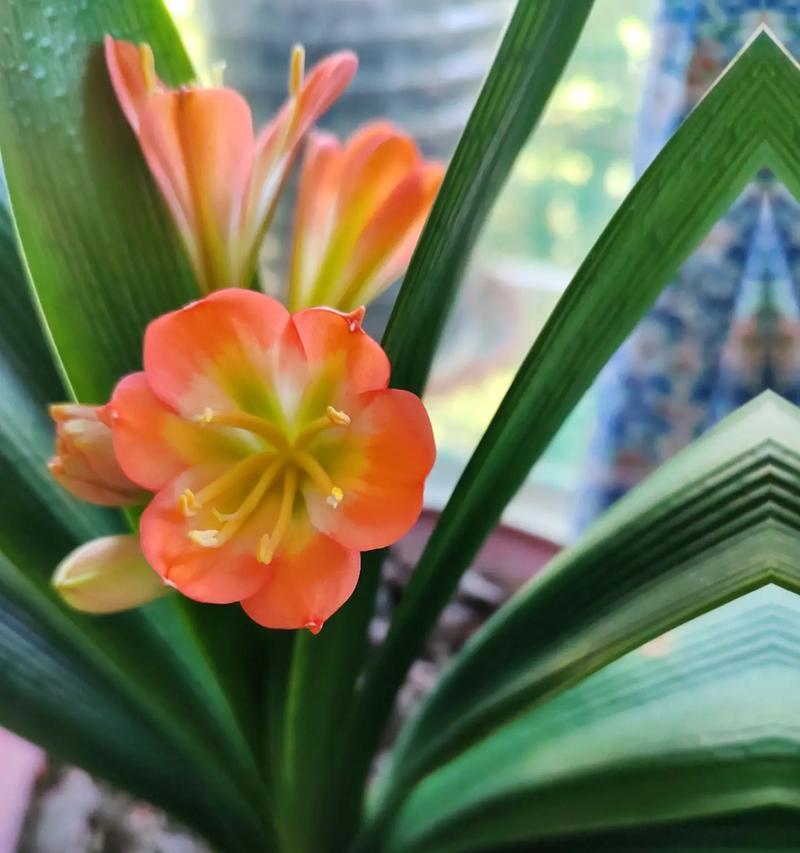 君子兰开橘红色花是否美观？如何养护才能开橘红色花？
