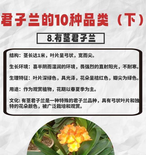 君子兰开橘红色花是否美观？如何养护才能开橘红色花？