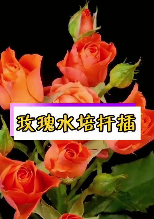水培扦插玫瑰花的正确方法是什么？