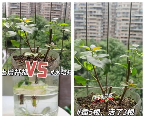 水培扦插玫瑰花的正确方法是什么？