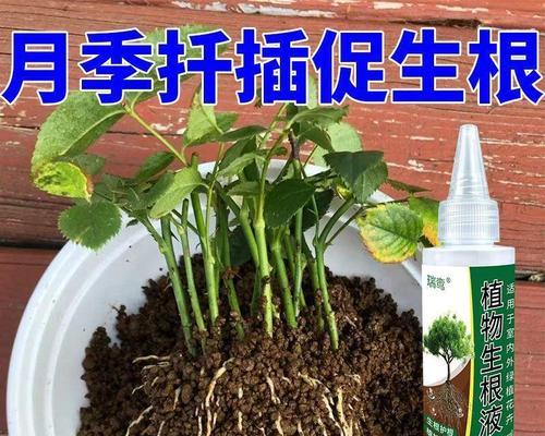 水培扦插玫瑰花的正确方法是什么？