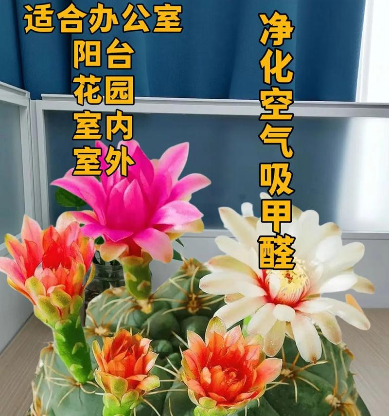 砂锅养仙人球美观秘诀？如何保持其健康？