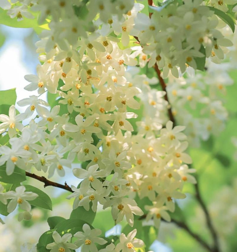 千锤百炼的花语是什么意思？代表了什么？