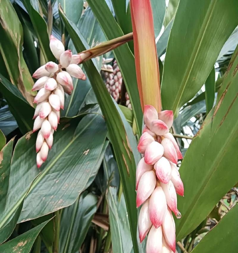 千锤百炼的花语是什么意思？代表了什么？