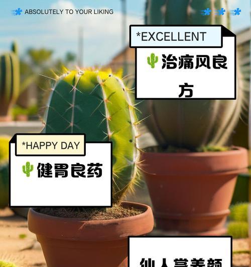 砂锅养仙人球美观秘诀？如何保持其健康？