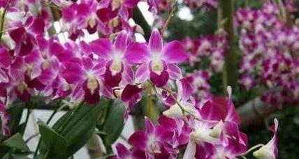羽蝶兰的花语有何深意？羽蝶兰代表什么？