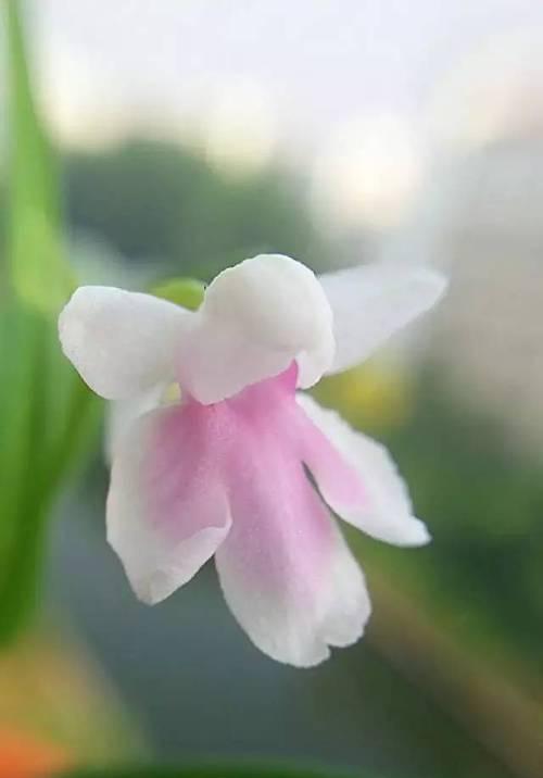 羽蝶兰的花语有何深意？羽蝶兰代表什么？