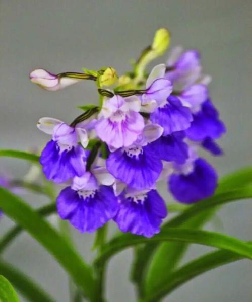 羽蝶兰的花语有何深意？羽蝶兰代表什么？