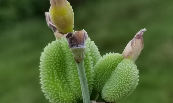 水边美人蕉的花语代表什么？