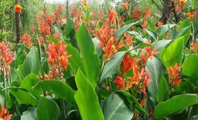 水边美人蕉的花语代表什么？