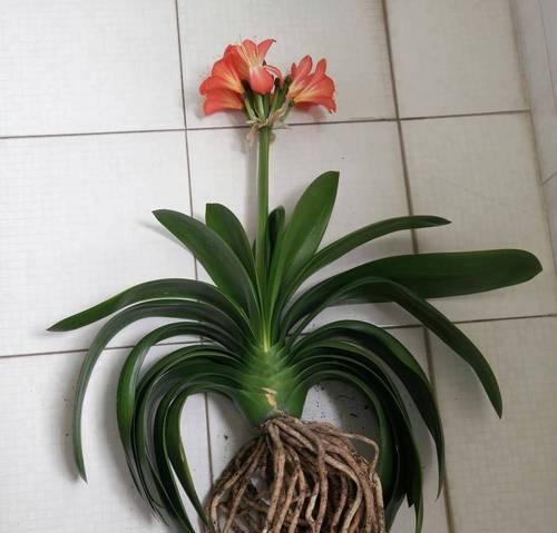 宽叶君子兰开花的特征是什么？如何识别？