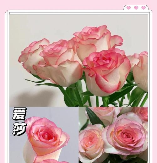 粉玫瑰20朵的花语是什么？代表了什么？
