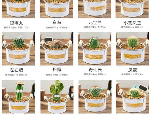 花盆仙人掌巧克力养护方法？如何让其健康成长？