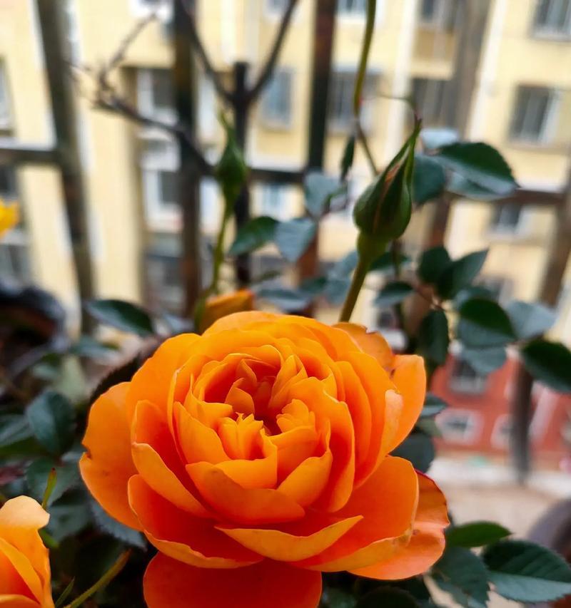 自种红玫瑰花需要注意什么？如何保持花朵鲜艳？