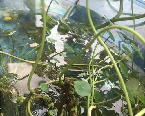 螺旋鱼仙人球的养殖方法有哪些？如何确保其健康成长？