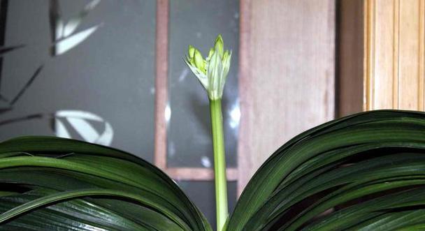 君子兰叶子相似的花有哪些？