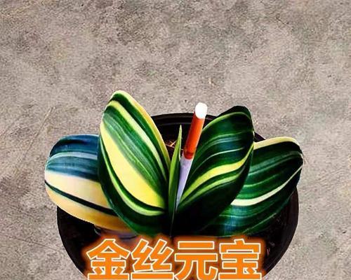 君子兰叶子相似的花有哪些？