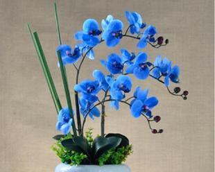 君子兰蓝色盆栽的养护要点是什么？