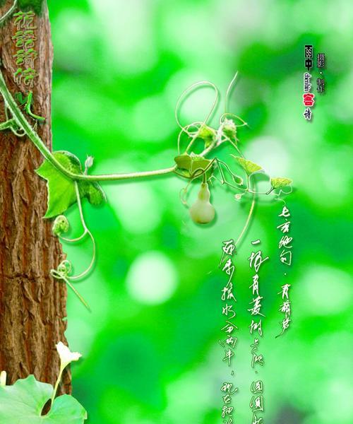竹子的花语是什么？它有哪些功效和特点？古代诗词中如何描述？