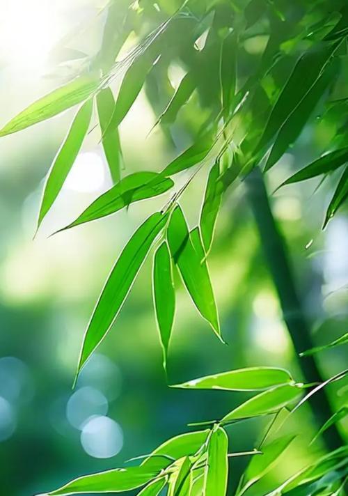 竹子的花语是什么？它有哪些功效和特点？古代诗词中如何描述？