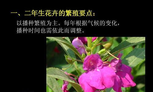 仙人球花怎样无限繁殖？繁殖过程中应注意什么？