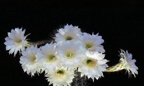 仙人球花怎样无限繁殖？繁殖过程中应注意什么？