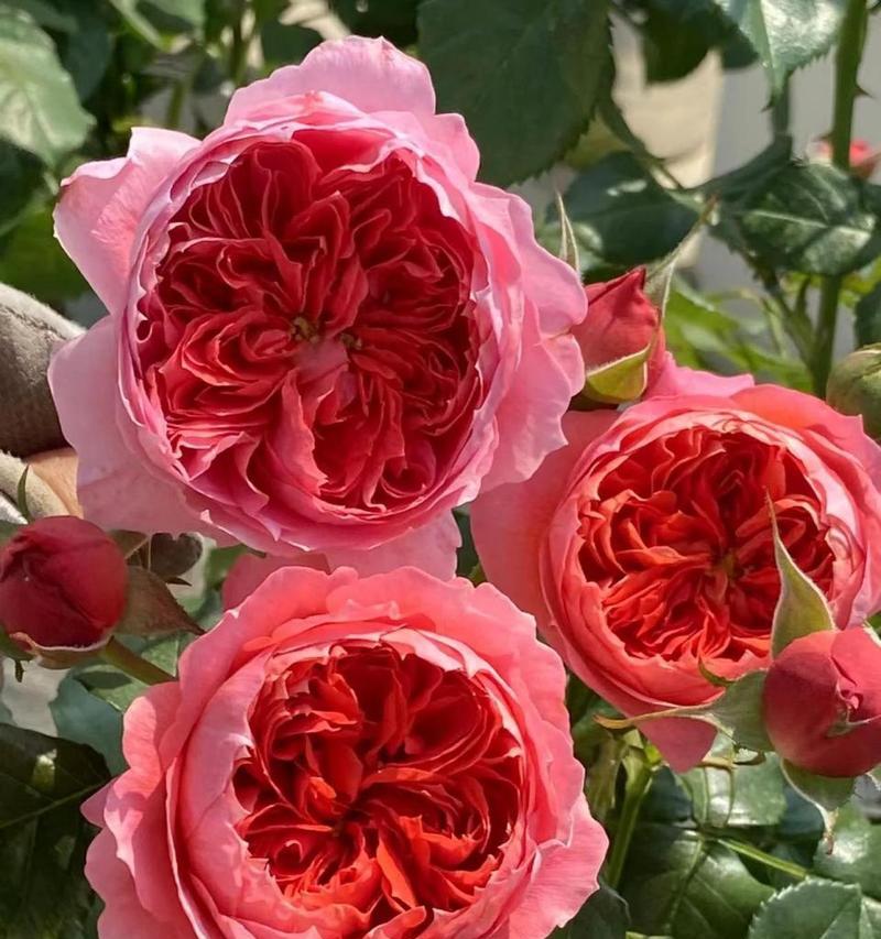 朱砂碗的花语是什么？它有何特别含义？