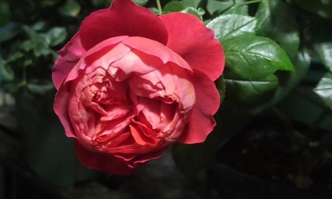 朱砂碗的花语是什么？它有何特别含义？
